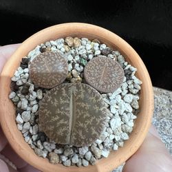 Mickey Lithops 