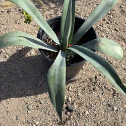 Maguey 