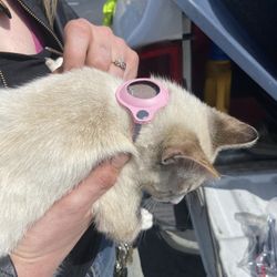 Apple Tracker Cat Collar Kit