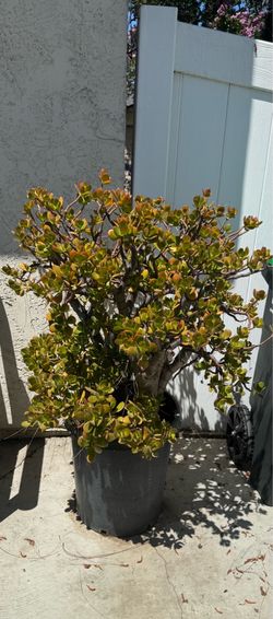 Plant