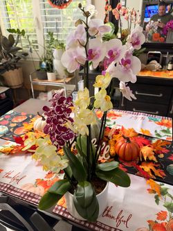 Live Phalaenopsis Orchid Plant in White Pot