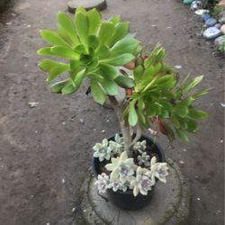 Aeuniums And Succulents