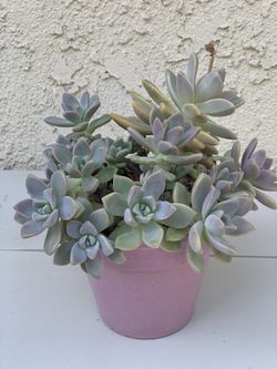 Succulent
