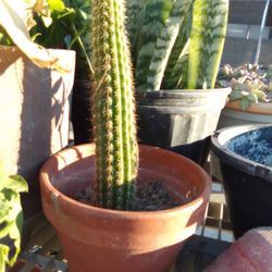 Cactus/W Terracotta Pot