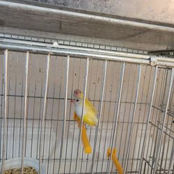 Lady Gouldians Finchs