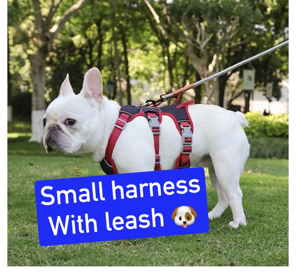 Harness With Leash