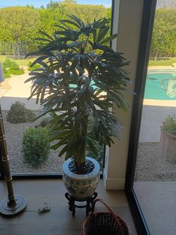 Silk Lady Palm Tree in Premium Blue & White Chinoiserie Planter & Stand - White house Flowers