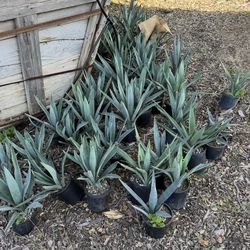 Agaves