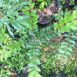Plantas De  Crespones  Rojos