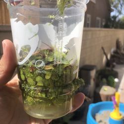 Duckweed : Aquarium Plant