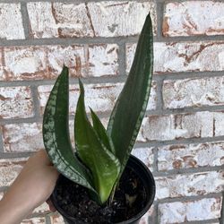 Snake Plant