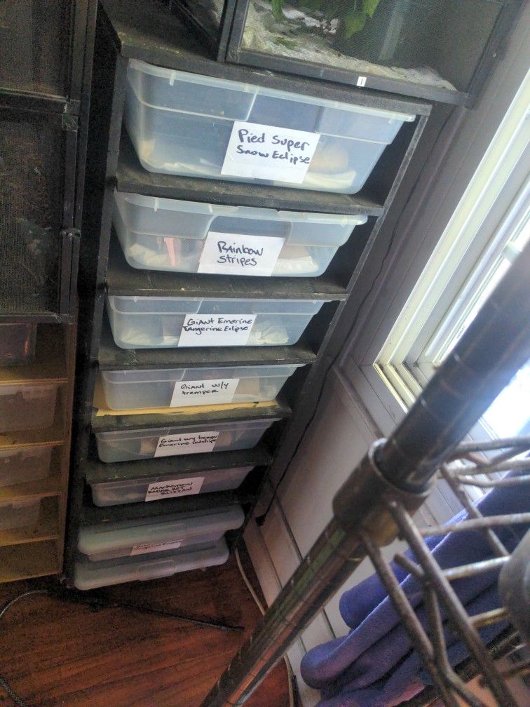 Leopard Gecko Reptile Rack