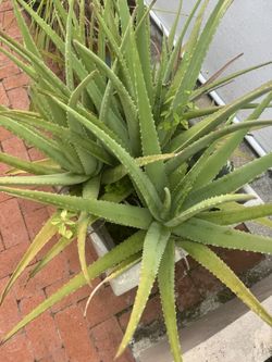 Aloe Vera (Sábila) Plant Organic No GMO