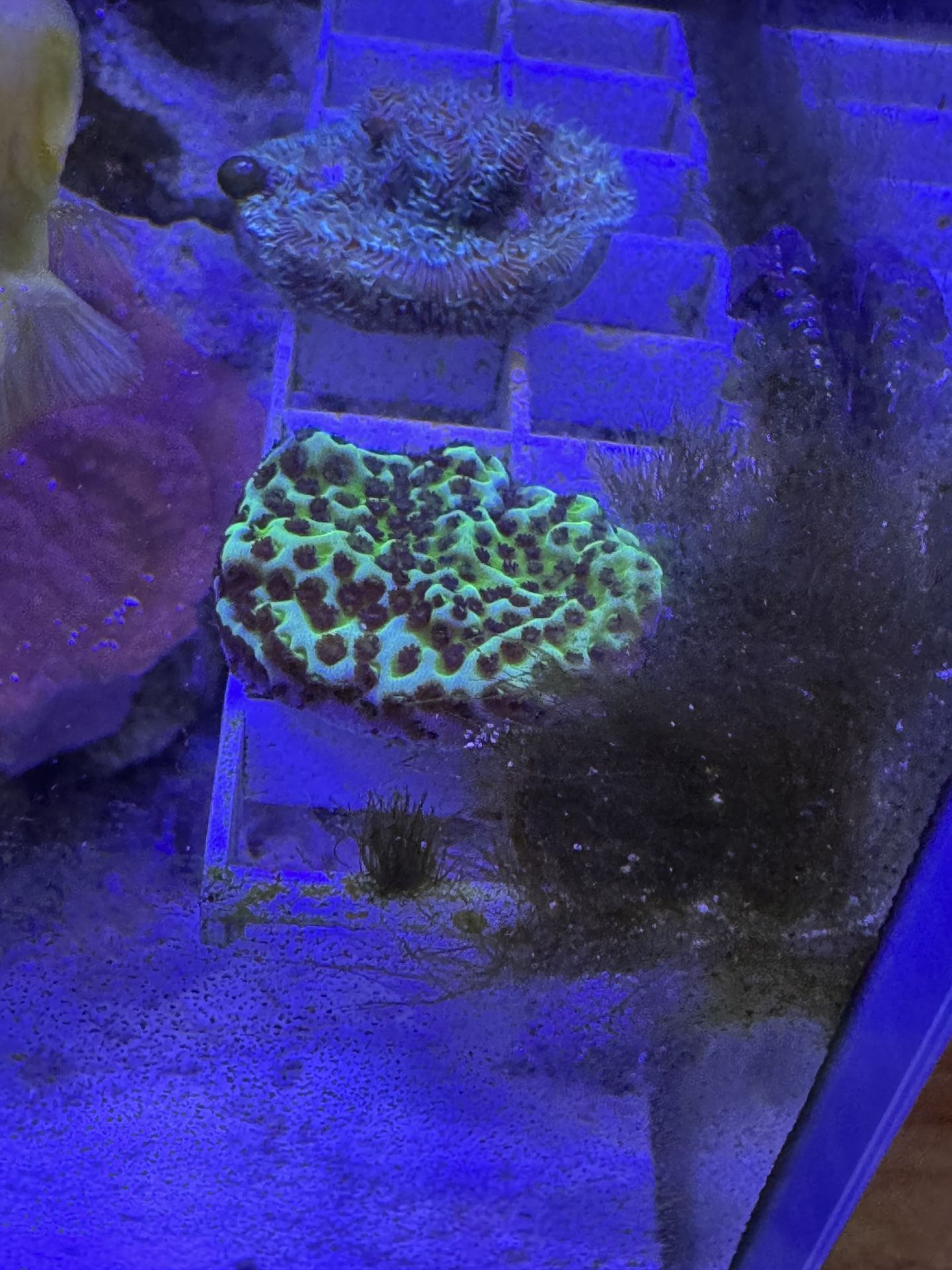 Fake Coral