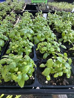 HERBS ALL ORGANIC BASIL - DILL -CILANTRO - PARSLEY- PURPLE BALL BASIL AND MORE