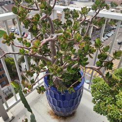 jade plant (crassula ovata) and blue ceramic pot
