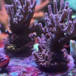 Sps Corals 