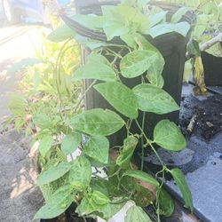 Native Passion Vine For Butterflies Landscape Plant