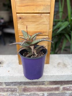 Star aloe