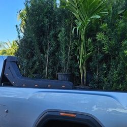 Podocarpus Over 6 Feet Tall 