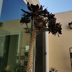 Amazing rare giant succulent aeonium voodoo Can be 7 feet tall rooted only 1  hurry buy