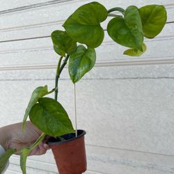Global Green Pothos plant