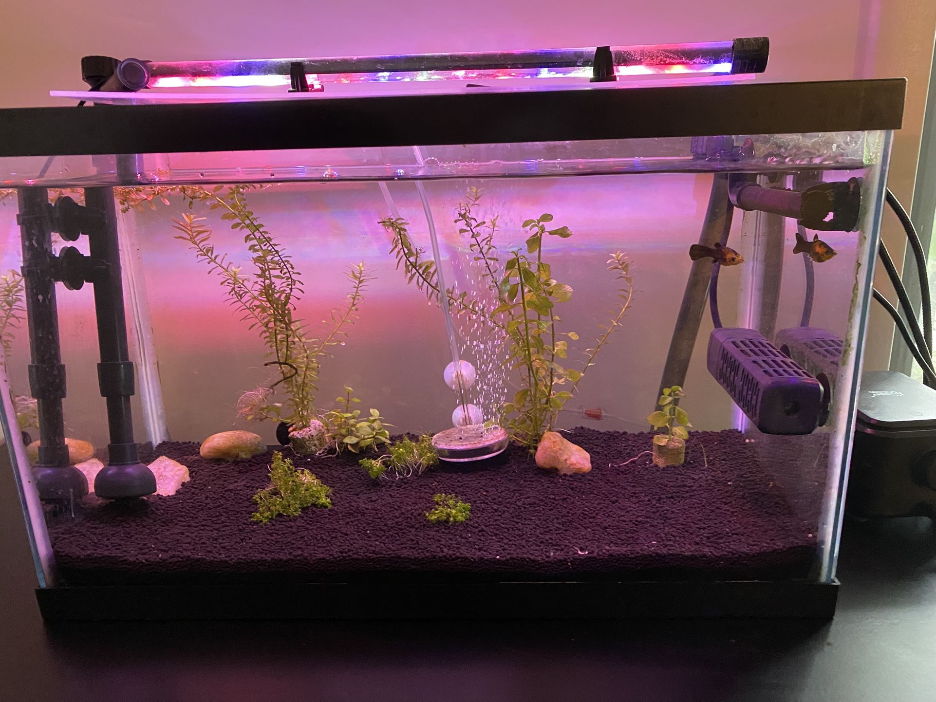 10 Gallon Fish Tank