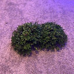 Fake Bush Leaves