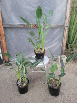 Birds Of Paradise Plant 3' to 3.5' Tall in Nursery pot $12 each