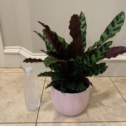 Calathea Plant 
