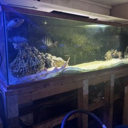 Fish Tank 220 G With Stand And Sump 