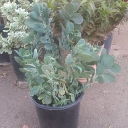 Beautiful Succulent Plant $20 Disponible Available 