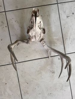 Deer skull - decoration