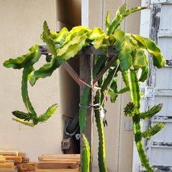 Dragon Fruit Plant, All In One Trellis And Container for Sale in West  Covina, CA - OfferUp