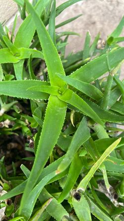 Climbing Aloe