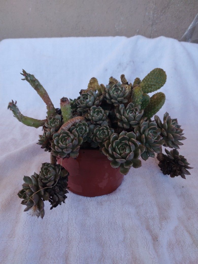 Garden  Succulent Plant 