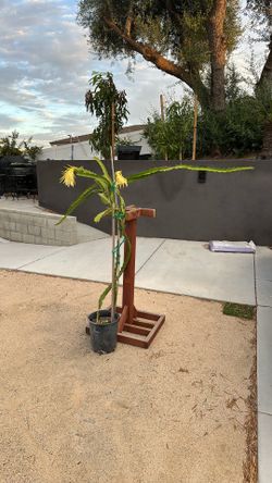 American Beauty Dragon Fruit plant