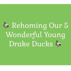 Rehoming Our 5 Wonderful Young Drake Ducks ($50 For All Or $15 Each)