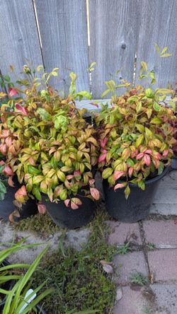 Plantas Son De 5 Galones