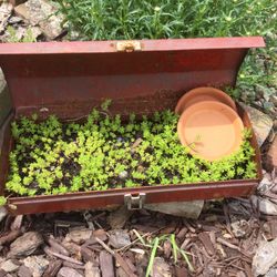 Old Tool Box With Plants