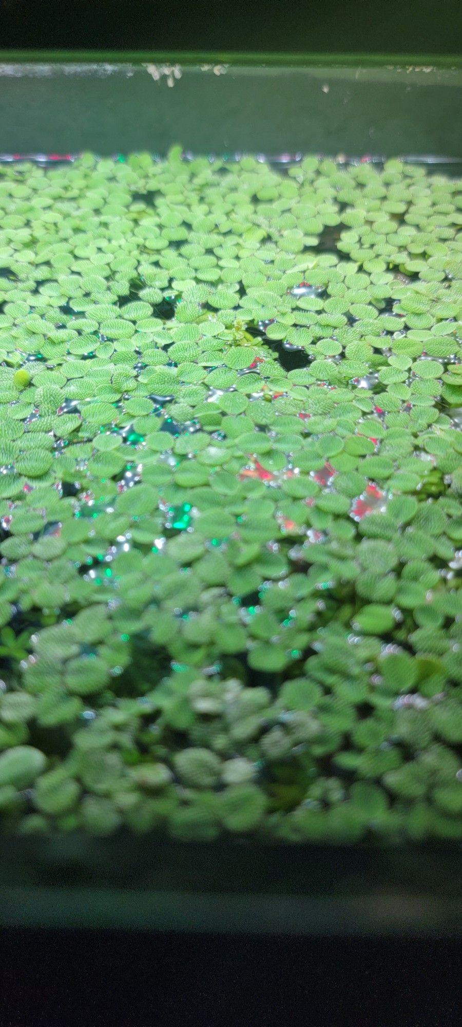 Salvinia Floaters $5 per portion