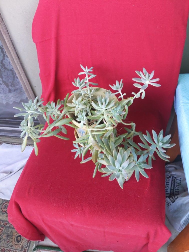 Star of Jerusalem Succulent Plant In A 6" Pot