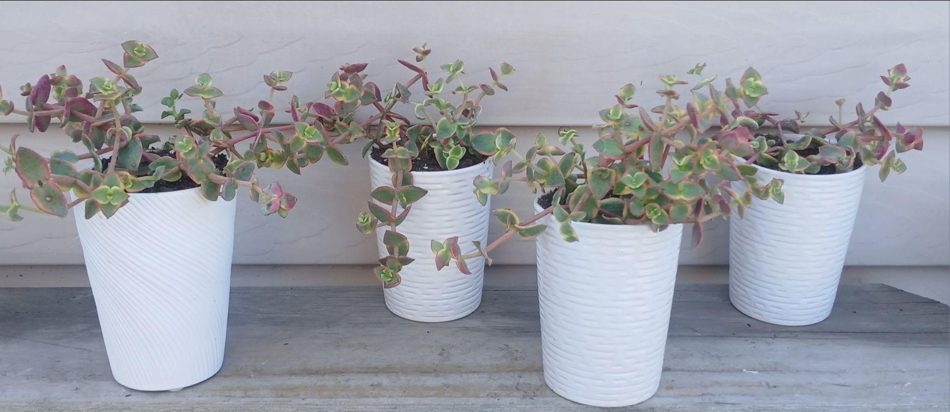 Calico Kitten Succulent Plants 🪴 $7 each Plant