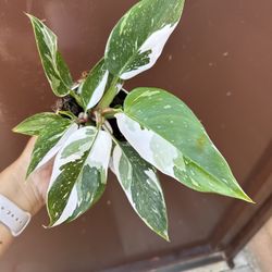 4” White Princess Philodendron
