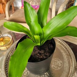 Dracaena fragrance natural 