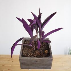 Purple Heart Wandering Jew Plant in Gray Square Wooden Pot 

 