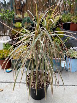Dracaena marginata 'Tricolor'