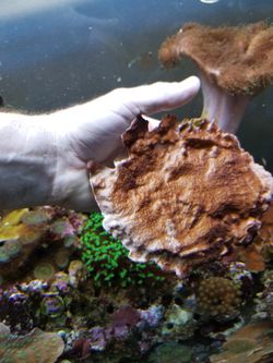 Hollywood stunner coral