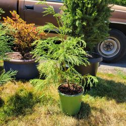 Goant Sequoia Trees
