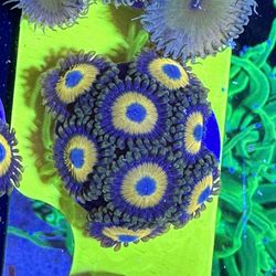 Ultra Bright Scrambled Eggs Zoas
